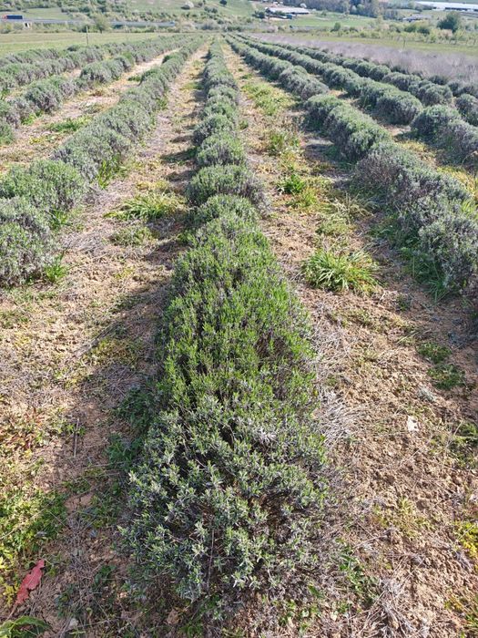 Plante de lavandă
