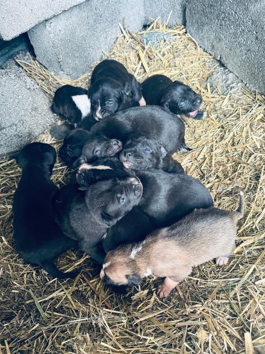 Продам кане корс щенок