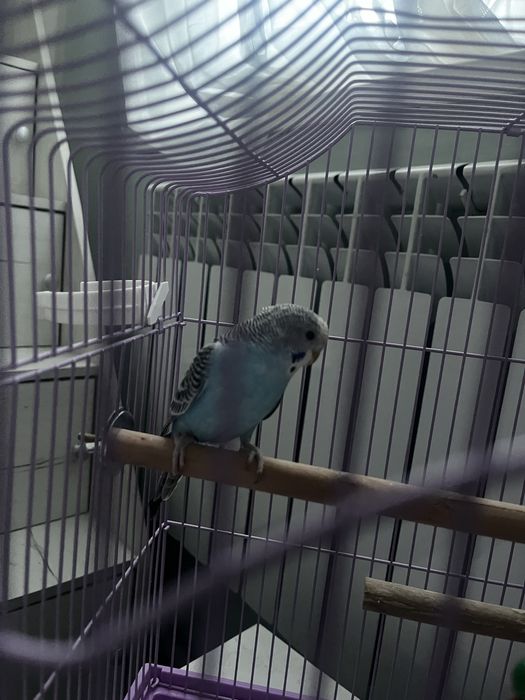 Волнистый попугай