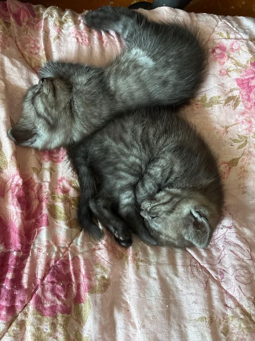 Котята британцы красивые