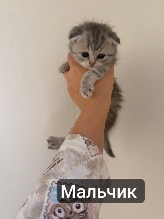 Шиншилла котенки / Shinshilla sotiladi