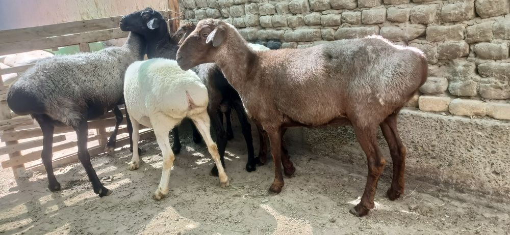 5 та семиз куйлар сотилади