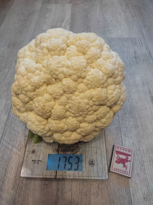 Продаю дачу в Михайловке, 12 соток