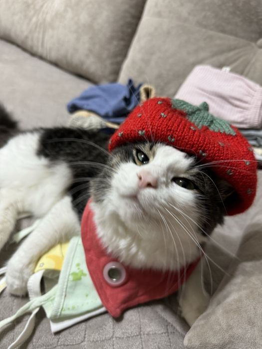 Отдам любимого кота (