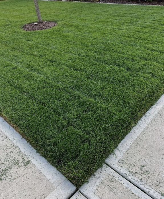 Газон егу рулонный газон