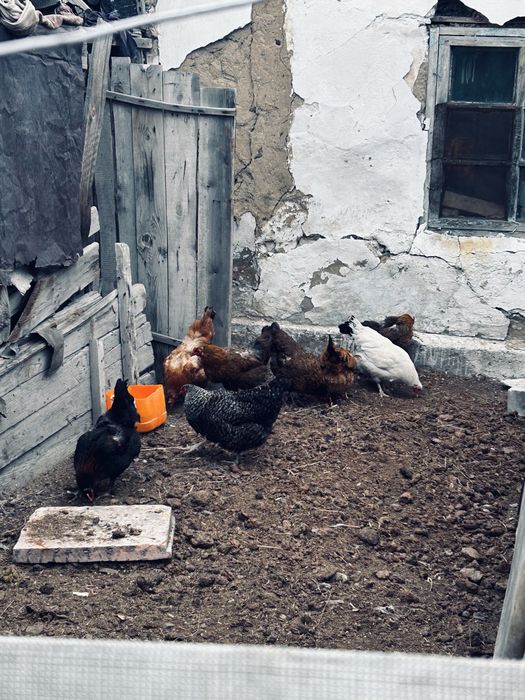 Куры домашние продам