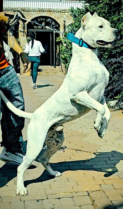 Dog argentinian cu pedigree