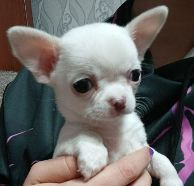 Продам щенка Чихуа́хуа