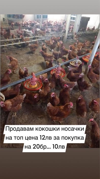 Свободни кокошки