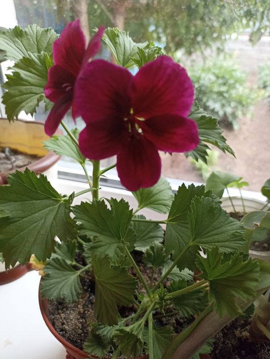 Продаются  комнатные,садовые цветы