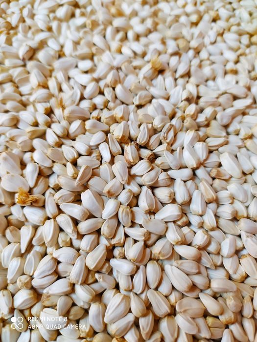 Корма для попугаев