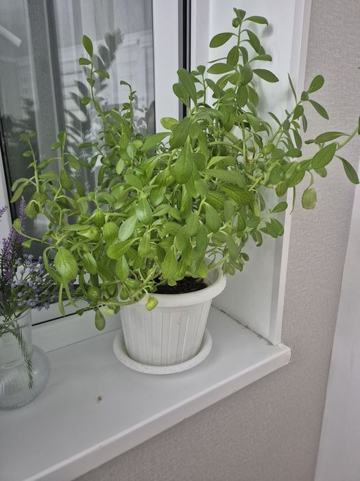 Срочно Срочно бөлме гүлдері сатылады