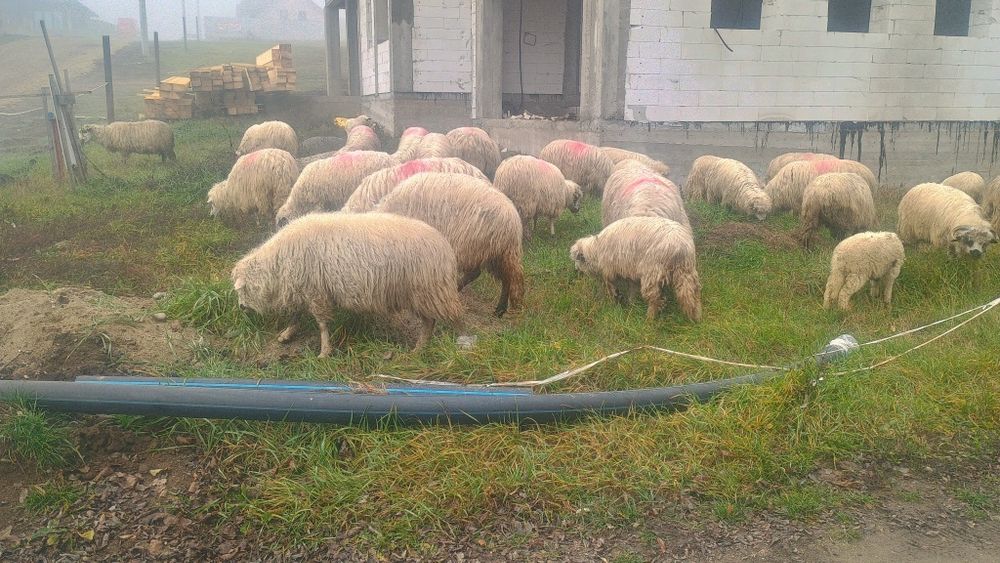 Oii Miei Berbeci de vînzare