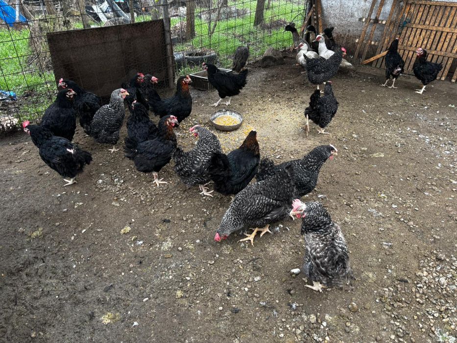 Vând găini negre de moravia