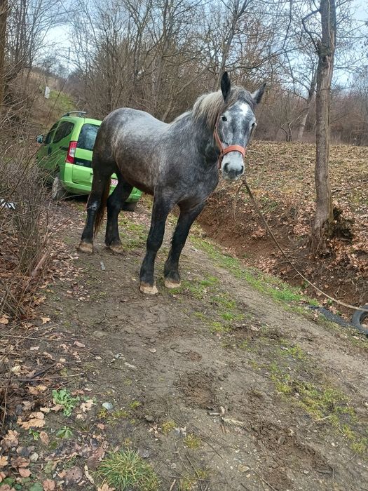 Vând mânz percheron 2 ani jumate