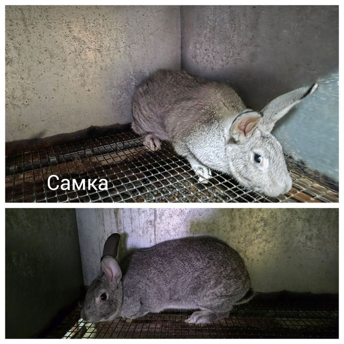 Кролики продаются