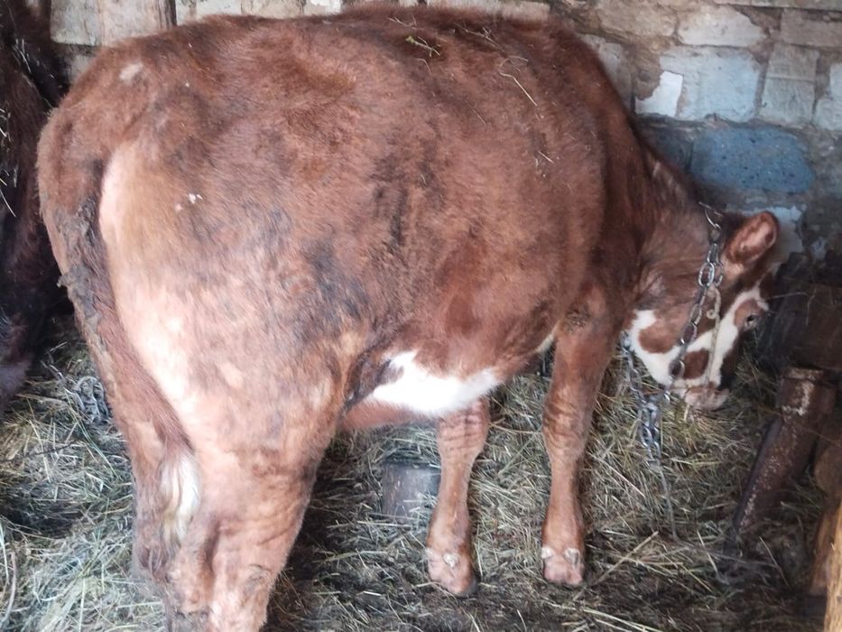 Продается телка