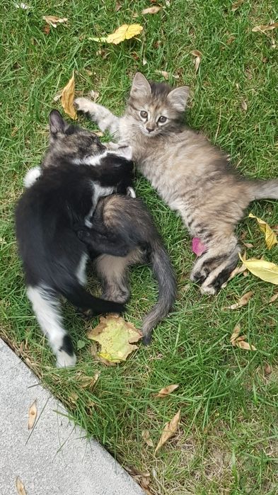 Отдам бесплатно котят