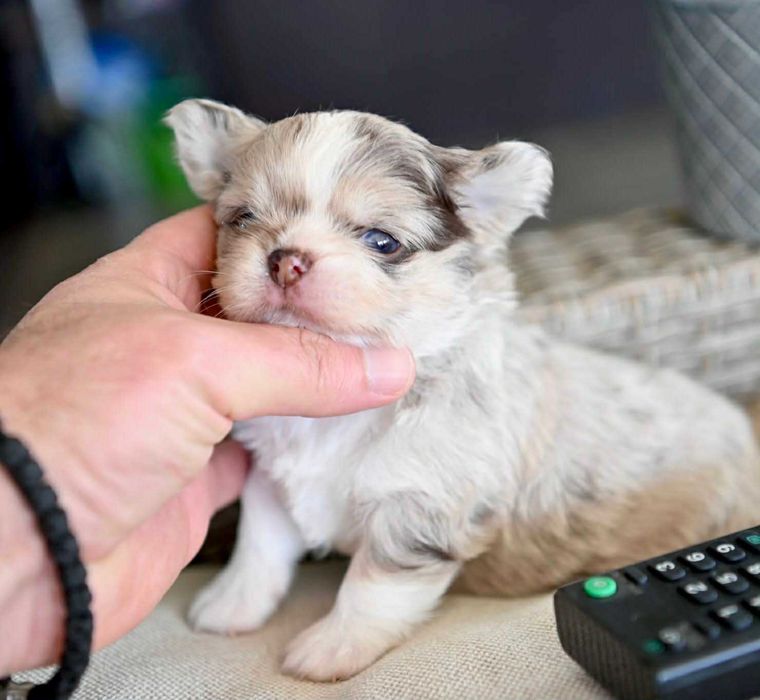 Мъжко дългокосместо мини чихуахуа шоколадово мерле