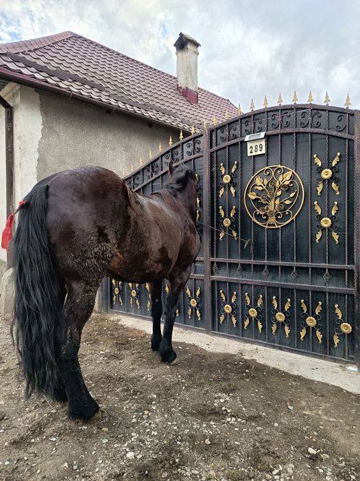 Vând  sau  Schimb cu oi