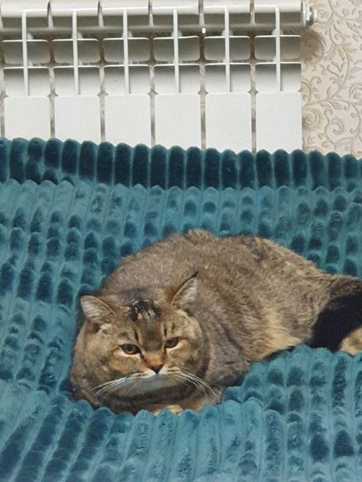 Вязка шеншело и скотч