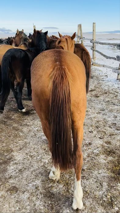 Таза қан байтал сатылады