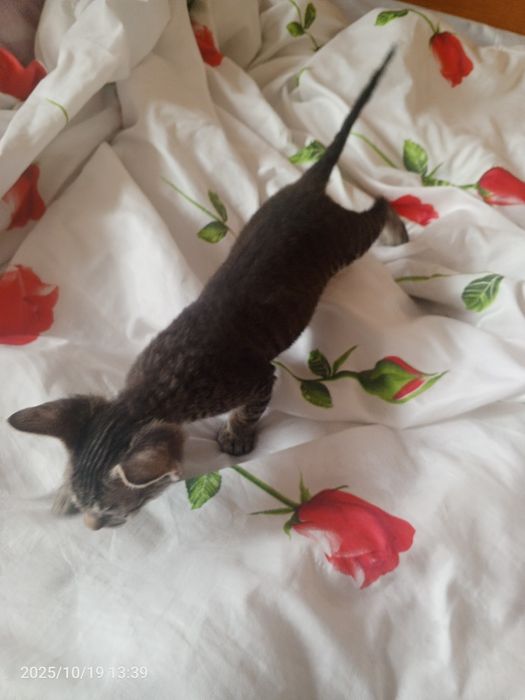 Zoti Sifinks  ikki oylik