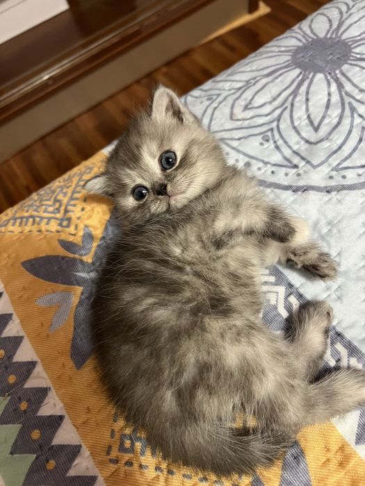 Милый котёнок в добрые руки