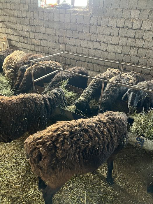 14 бас кой сатлады