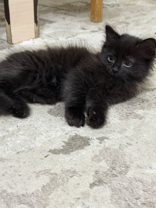 Продаются котята