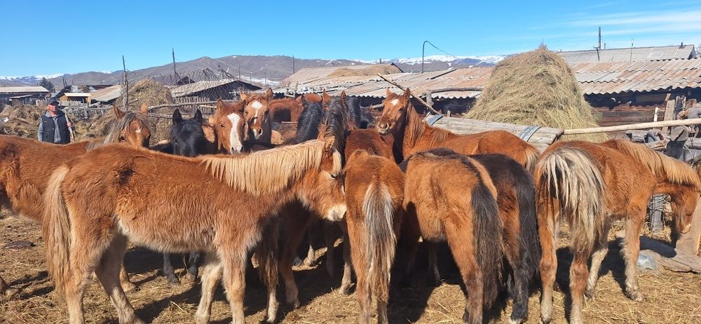 Продам годовалых кобылешек