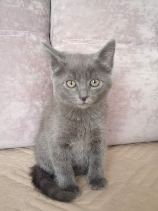 Отдам котят в добрые руки