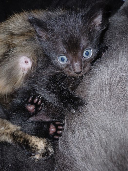 От дам котят в добрые руки