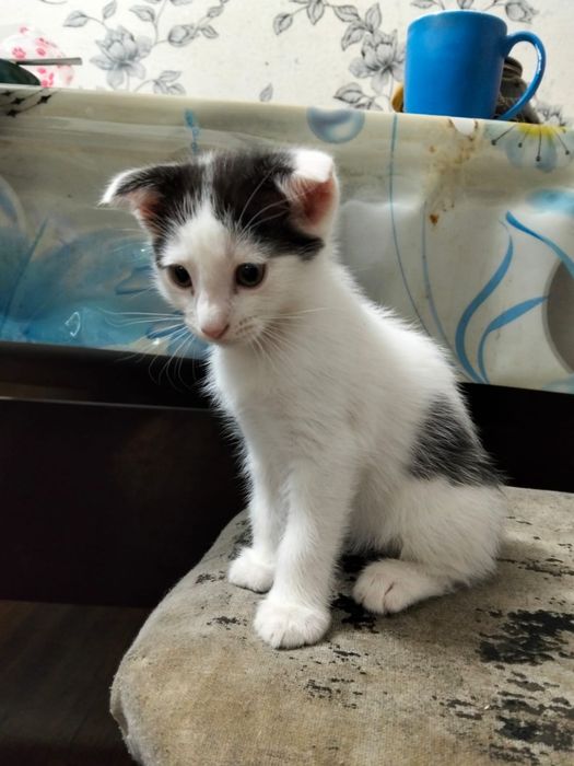 Котёнок вислоухий