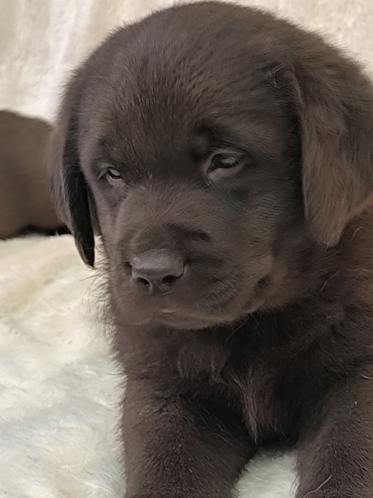 Щенки лабрадора ретривера