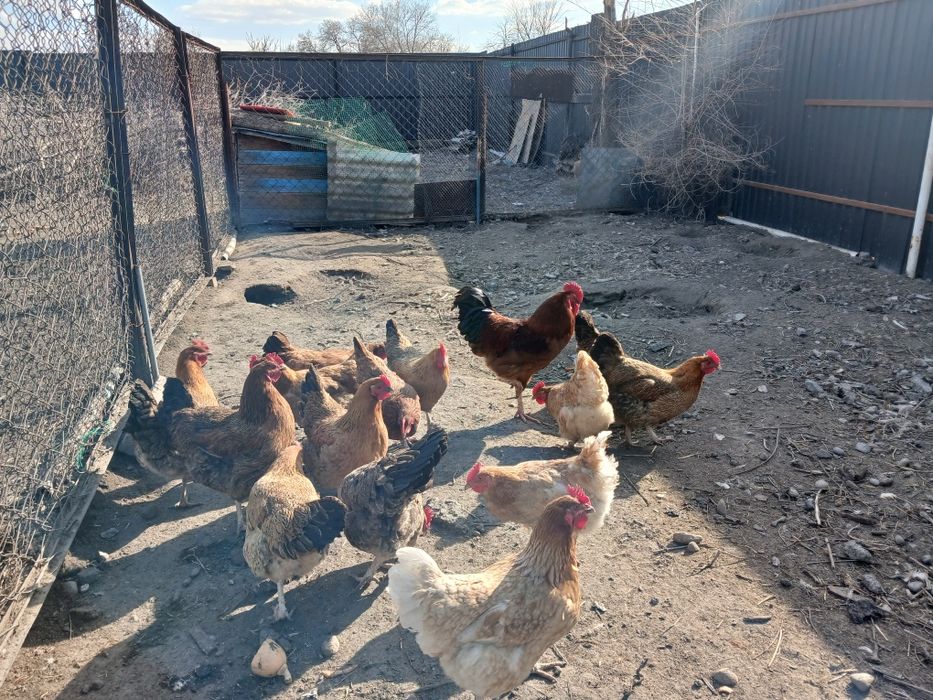 Инкубационные Яица