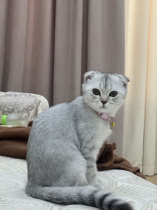 Продам кошку шотландский вислоухий. Очень умная