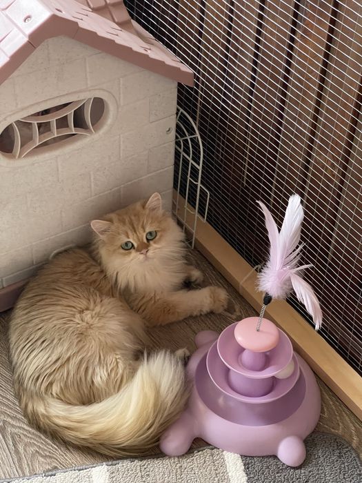 ВЯЗКА Кот Привозной Золотая Шиншилла Британская