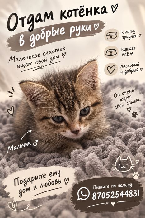 Отдам котёнка в добрые руки