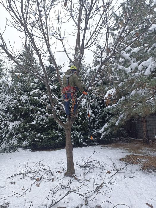 Обрезка плодовых деревьев