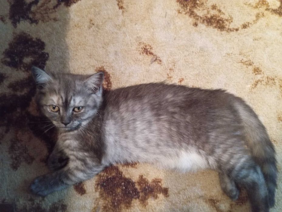 котка шотландска правоуха, цвят сиво тоби, пол- женски