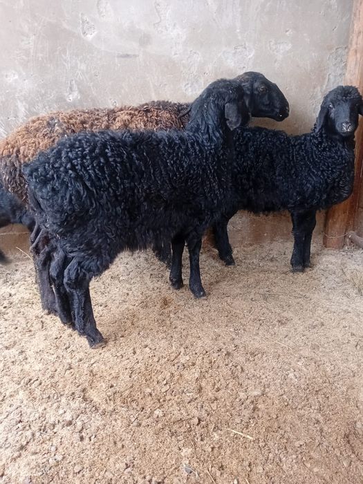 2еркек қозы сатылады