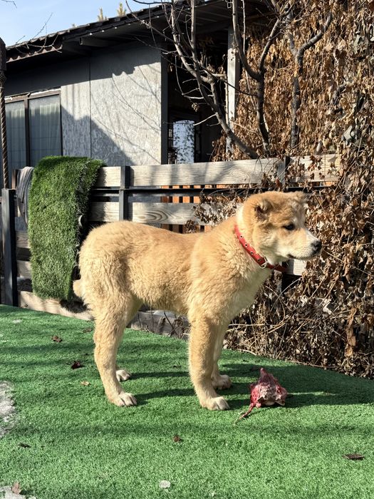 Алабай девочка (среднеазиатская овчарка)