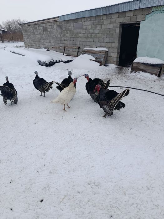 Продам или обменяю индюков