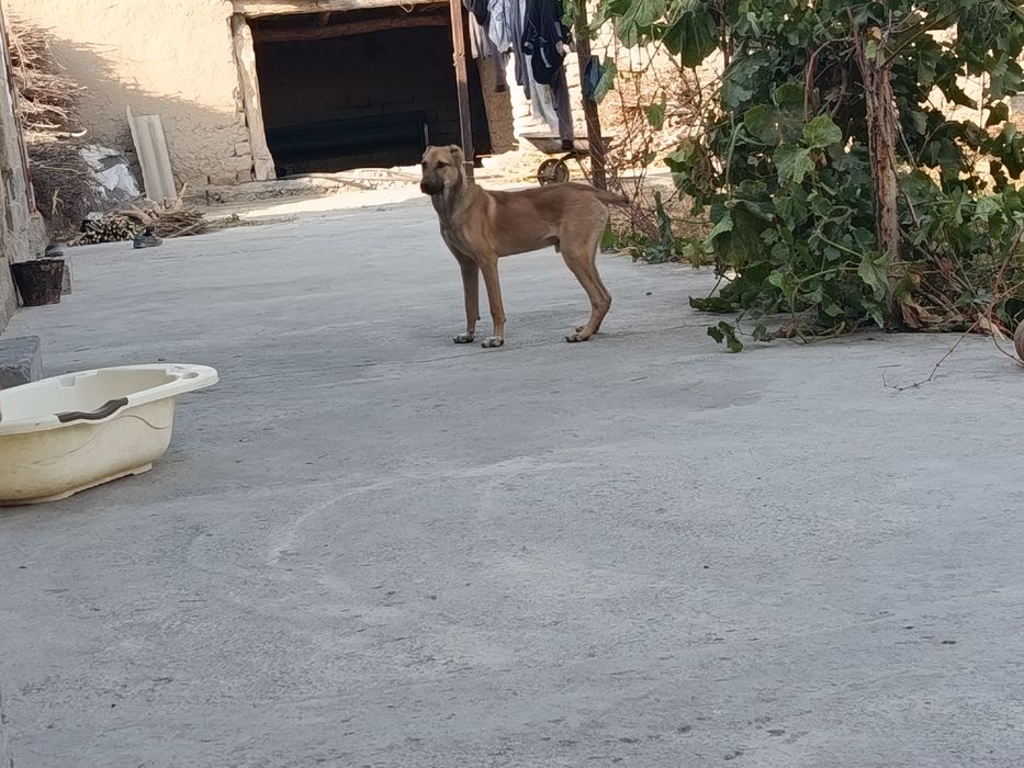 Kuchuk sotiladi 6 oylik kuchuk bolasi