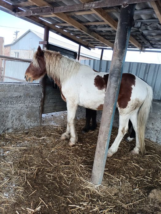 Жеребец горный алстайский