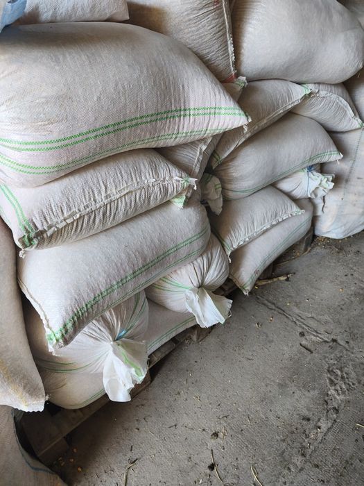 Porumb boabe mărunt