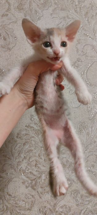 Котята Конадского Сфинкса