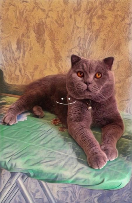 Шотландские Скоттиш Фолд Vyazka