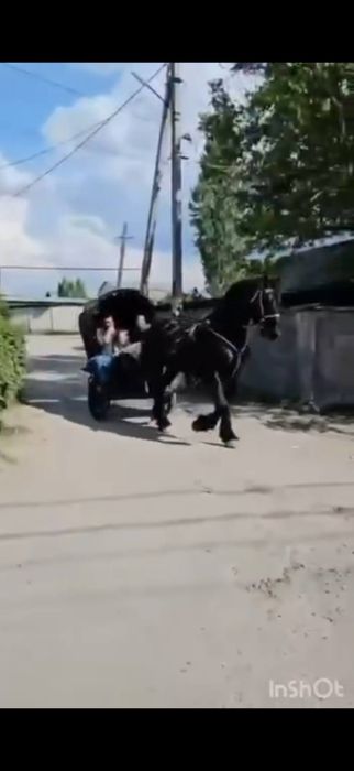 Продается лошадь порода Фриз ( мальчик )